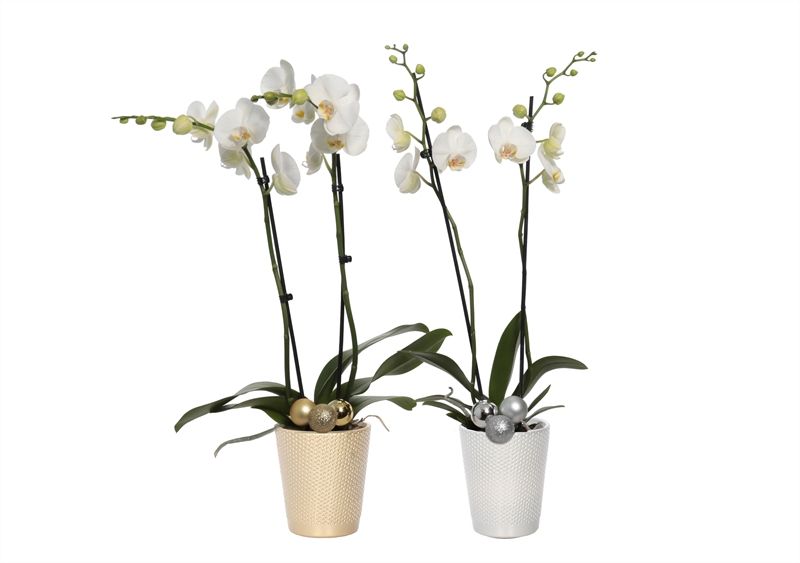 Zoe p12 dots gold/silver Phal white 2T14+, D 12 cm