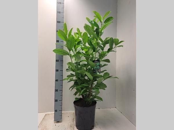 Prunus laurocerasus 'Rotundifolia' - C7, D 27