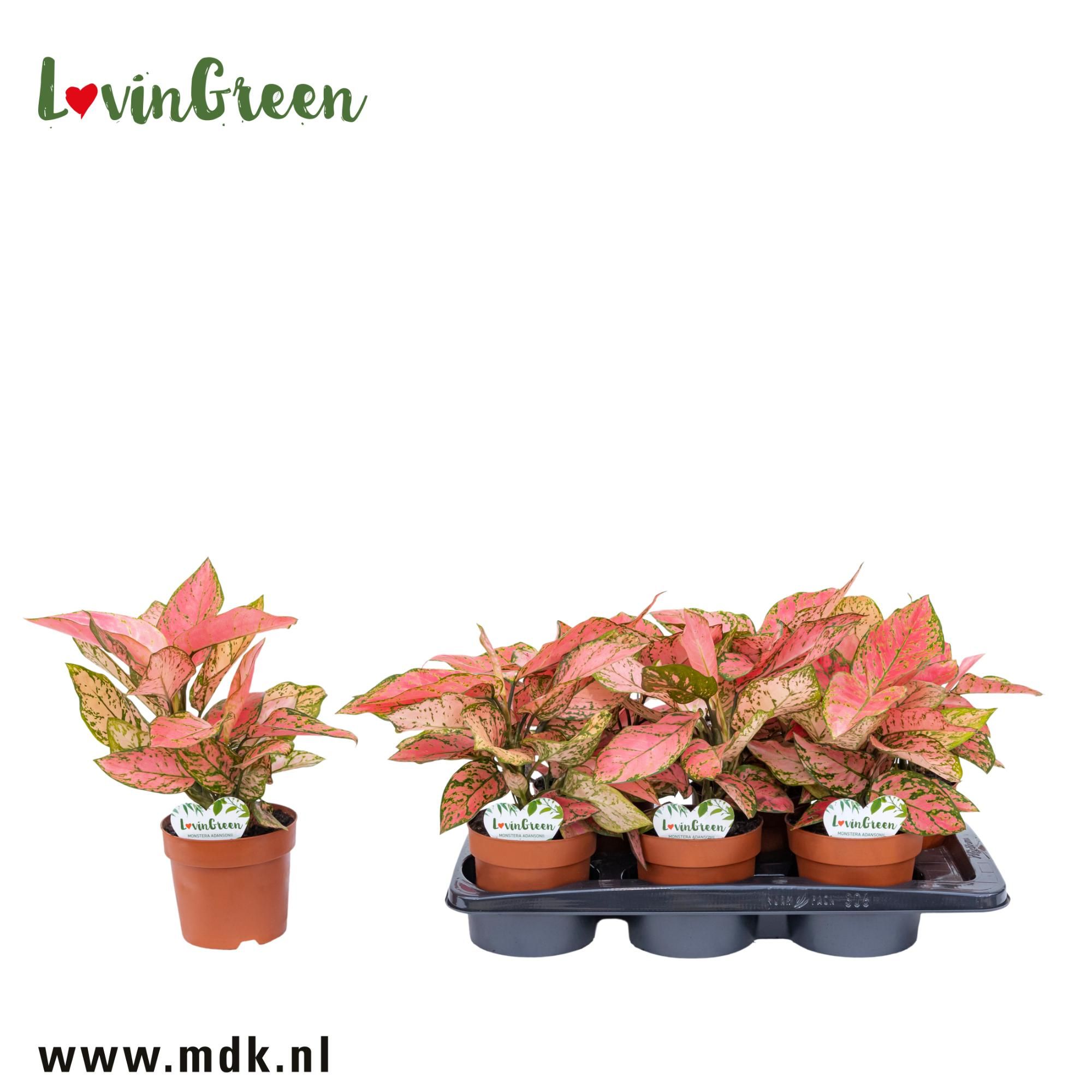 Aglaonema Valentine, D 12