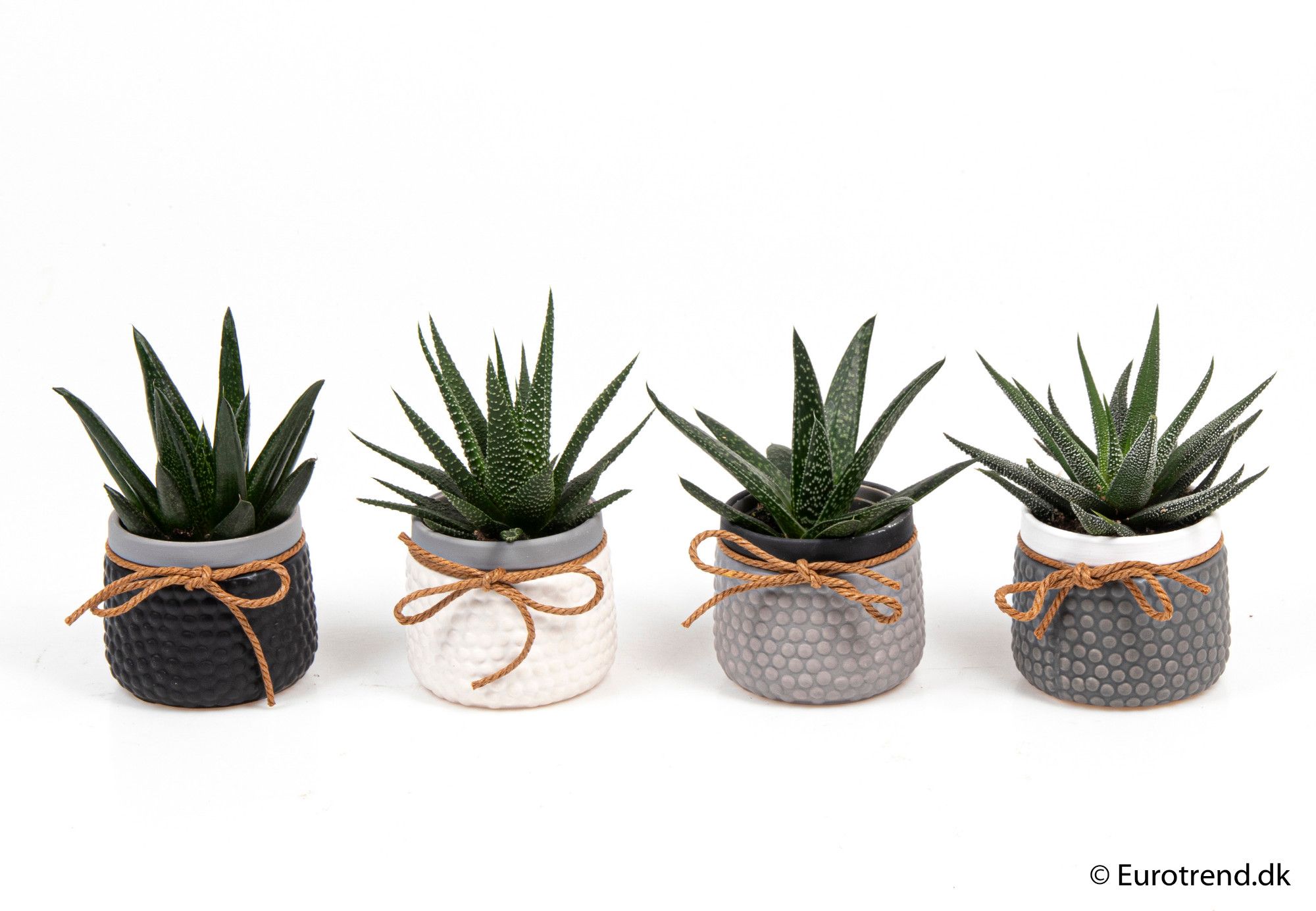 Haworthia mix in ceramic - New Look 2025, D 6