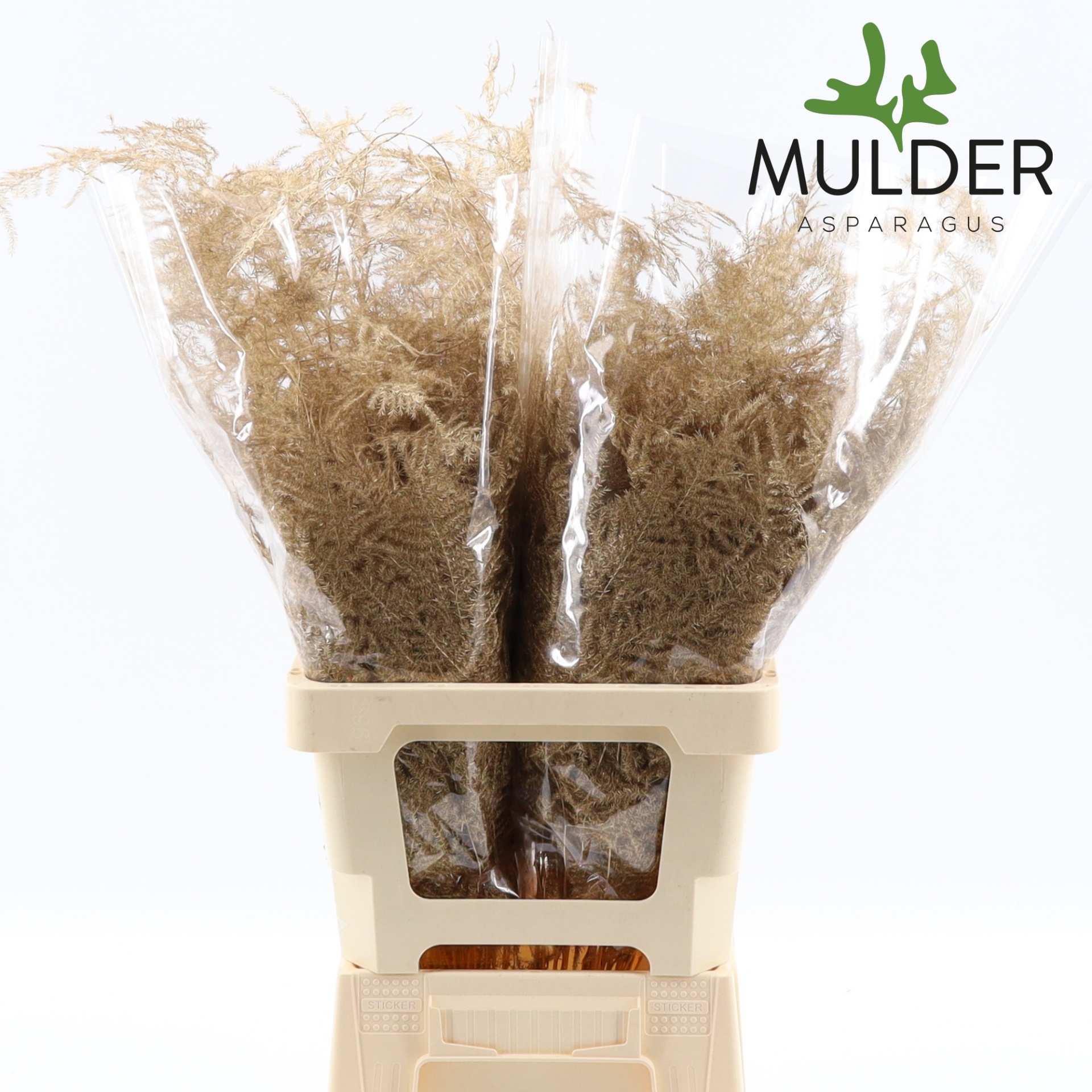 Аспарагус Овериг Крашеный (краш. ) 65, шт.