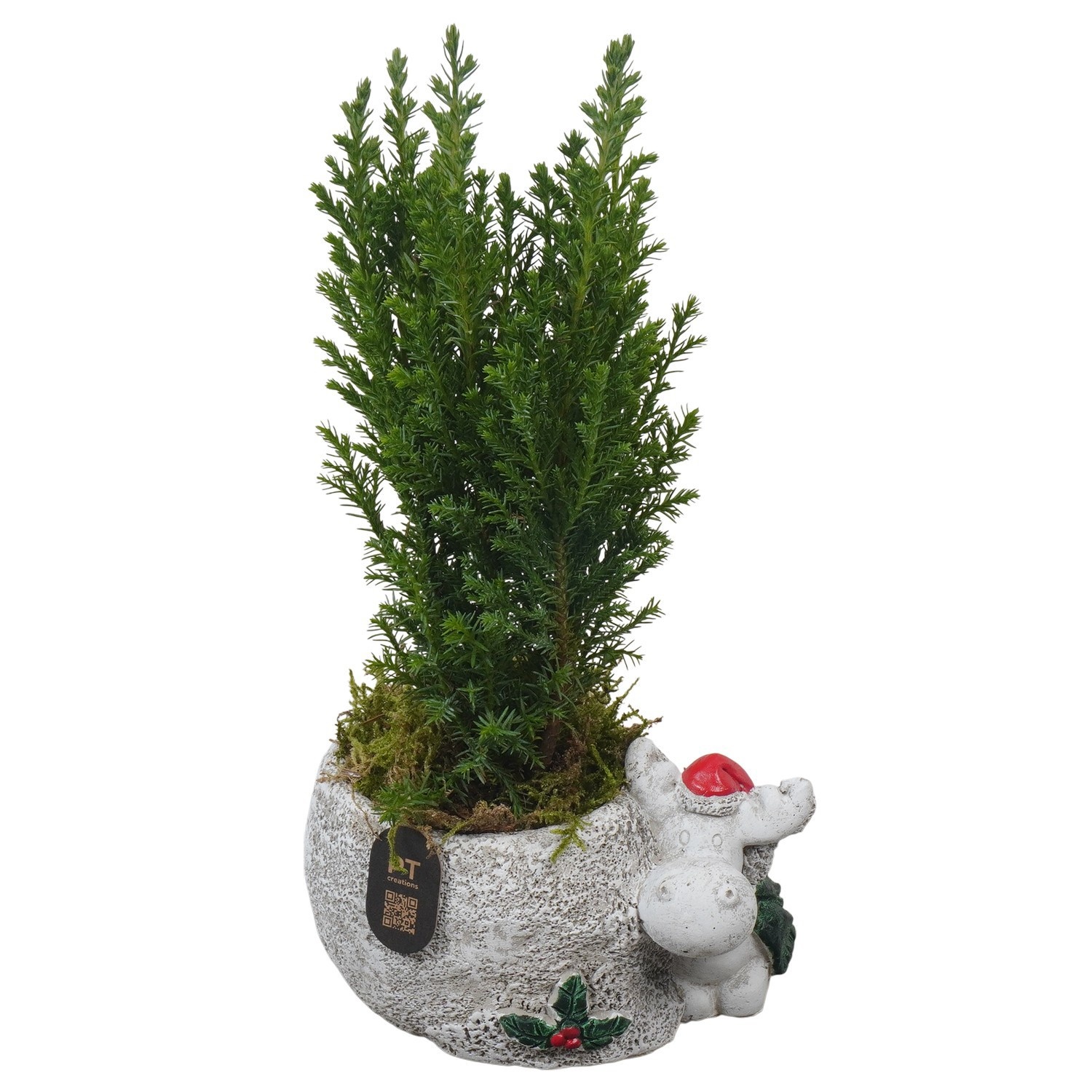 PTCHO5463 Arrangement Christmas Outdoor in beton pot, D 12