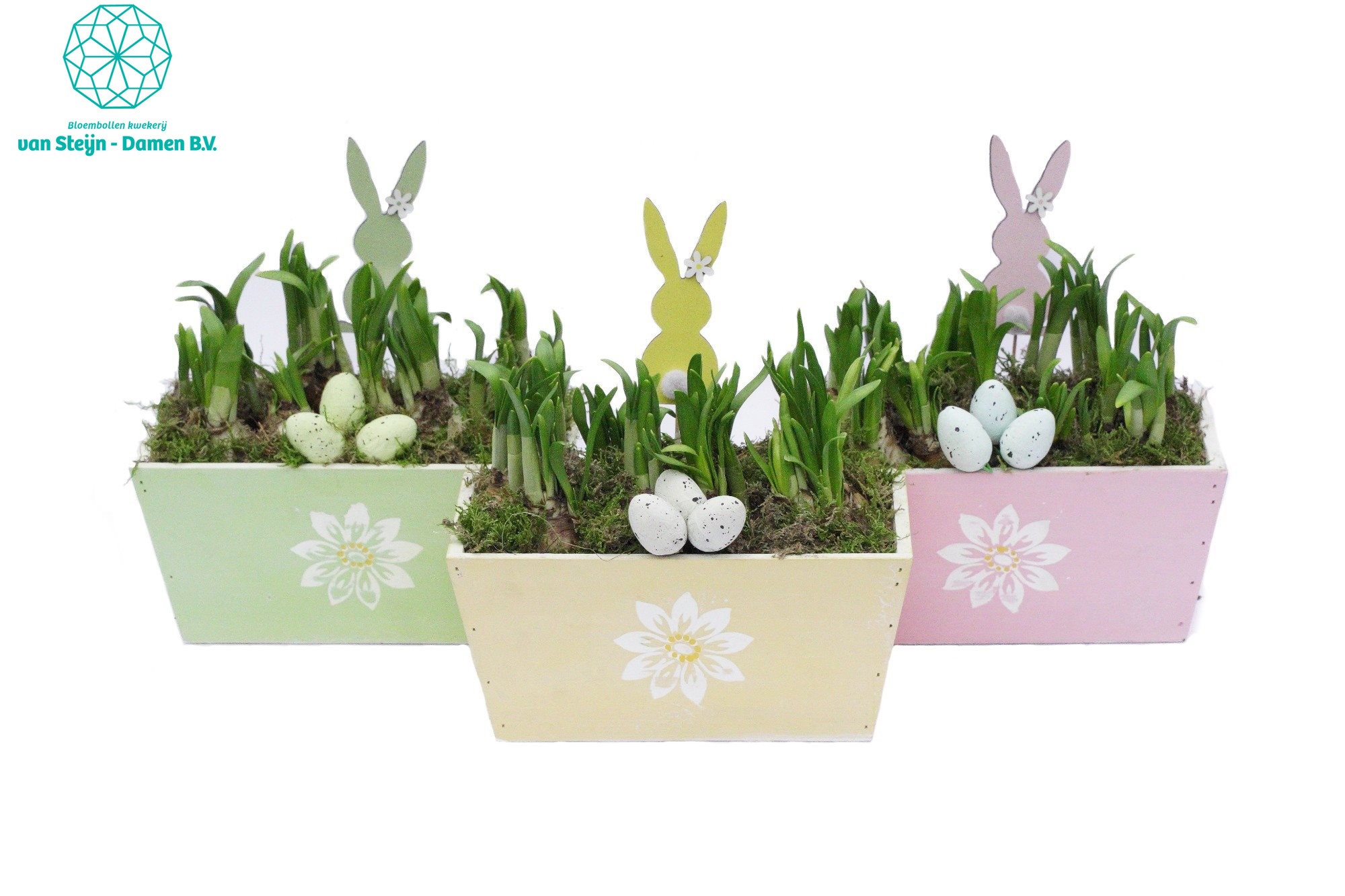 Narcissus 'Square Wood Spring', D 23