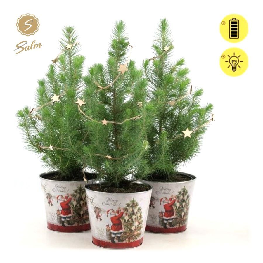 Pinus pinea 'Silver Crest' P17 in Zinc Santa + Starlight, D 19 cm