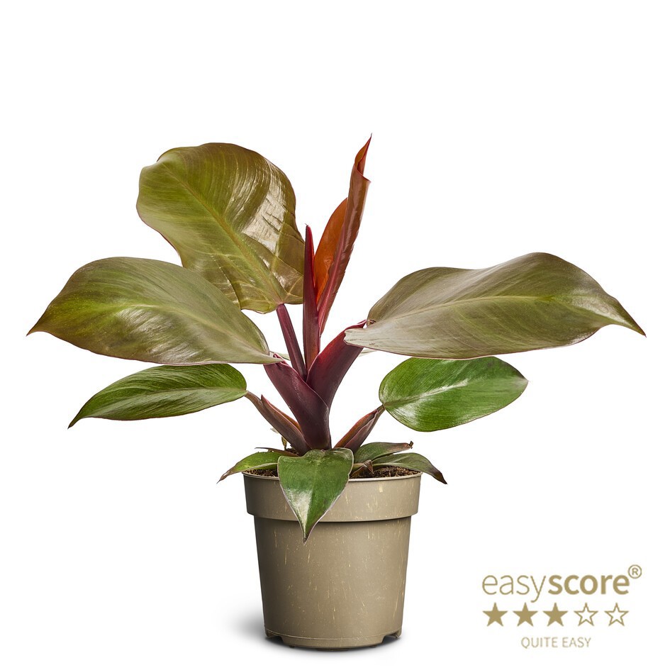 PHILODENDRON ERUBESCENS ’SUN RED’, D 11