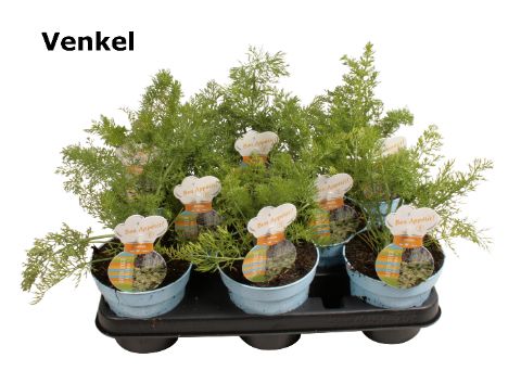 Venkel kruid Foeniculum, D 12