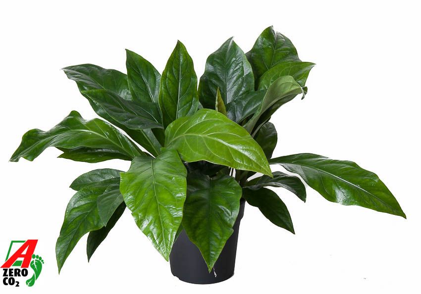 Anthurium Jungle Bush 2PP, D 24