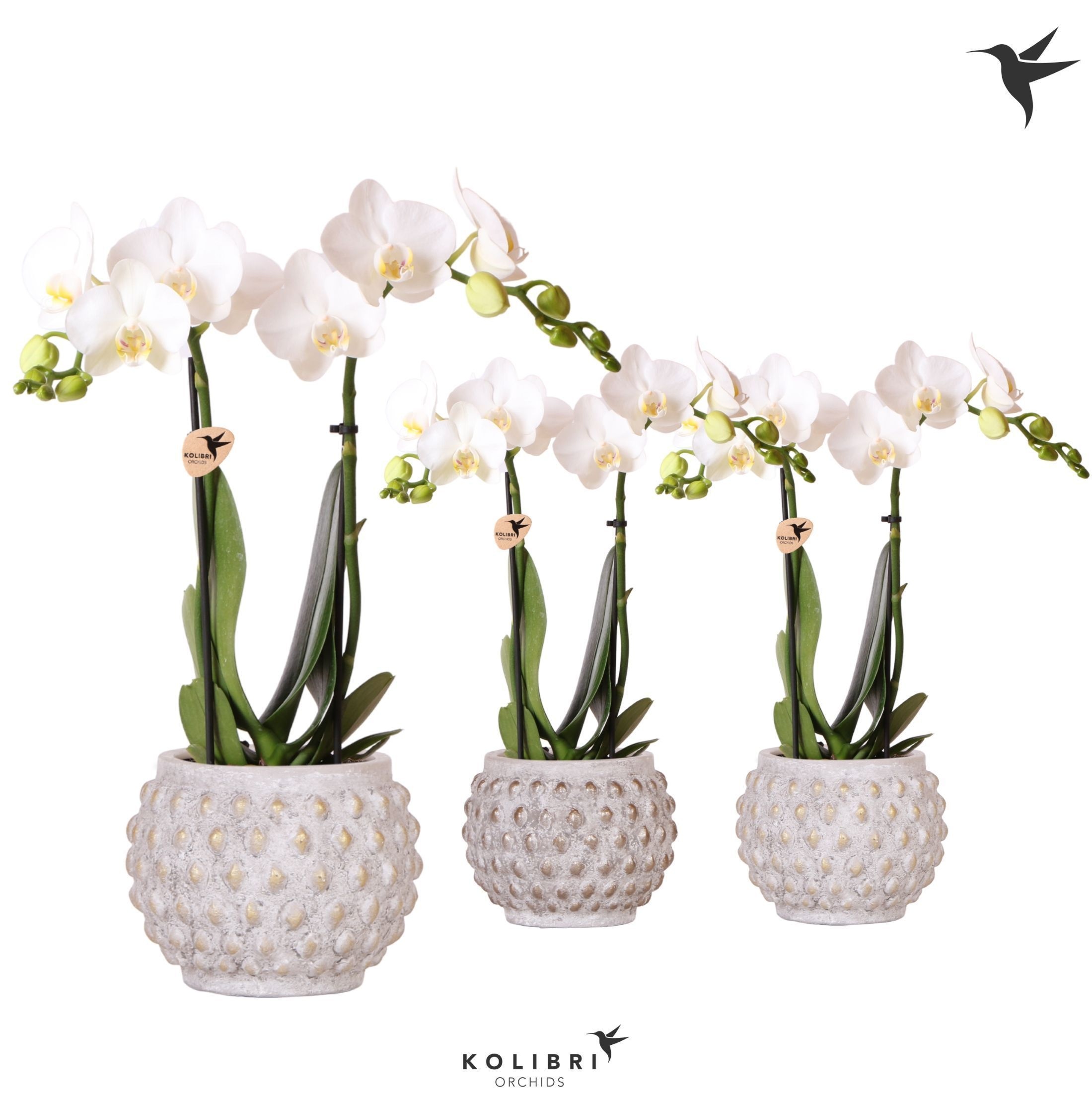 Kolibri Orchids Phalaenopsis white 2spike in Marrakesh gold/copp, D 9