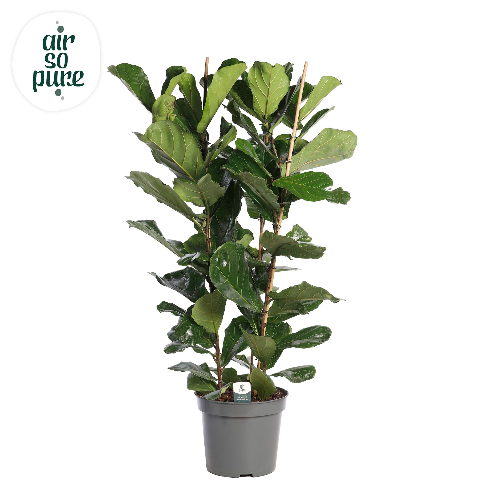 Ficus Lyrata, 3pp, p35 (Air so Pure), D 35