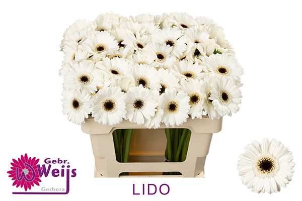 Гермини Лидо, шт. Гермини Лидо, шт.