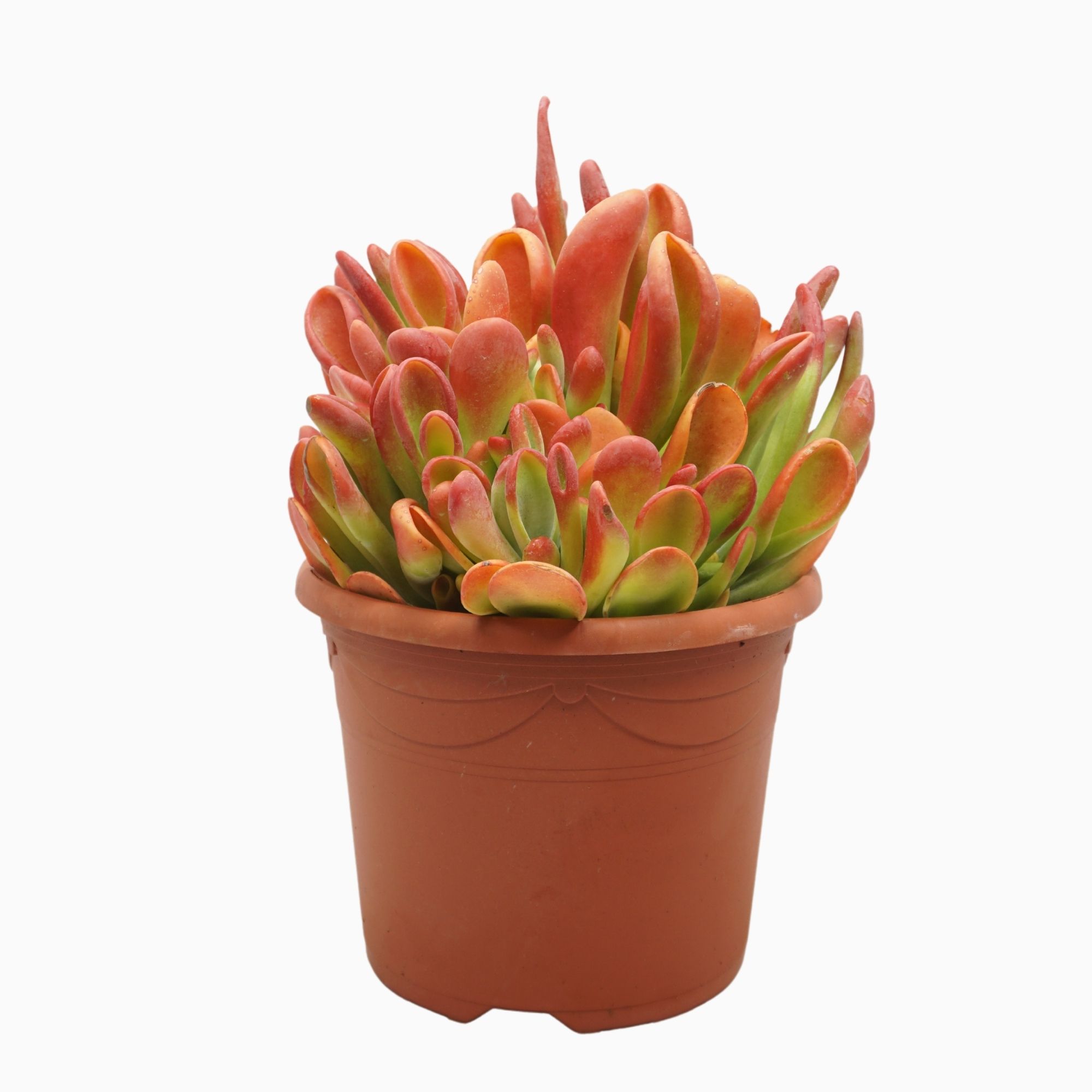 Kalanchoë oricula red 25 cm., D 25