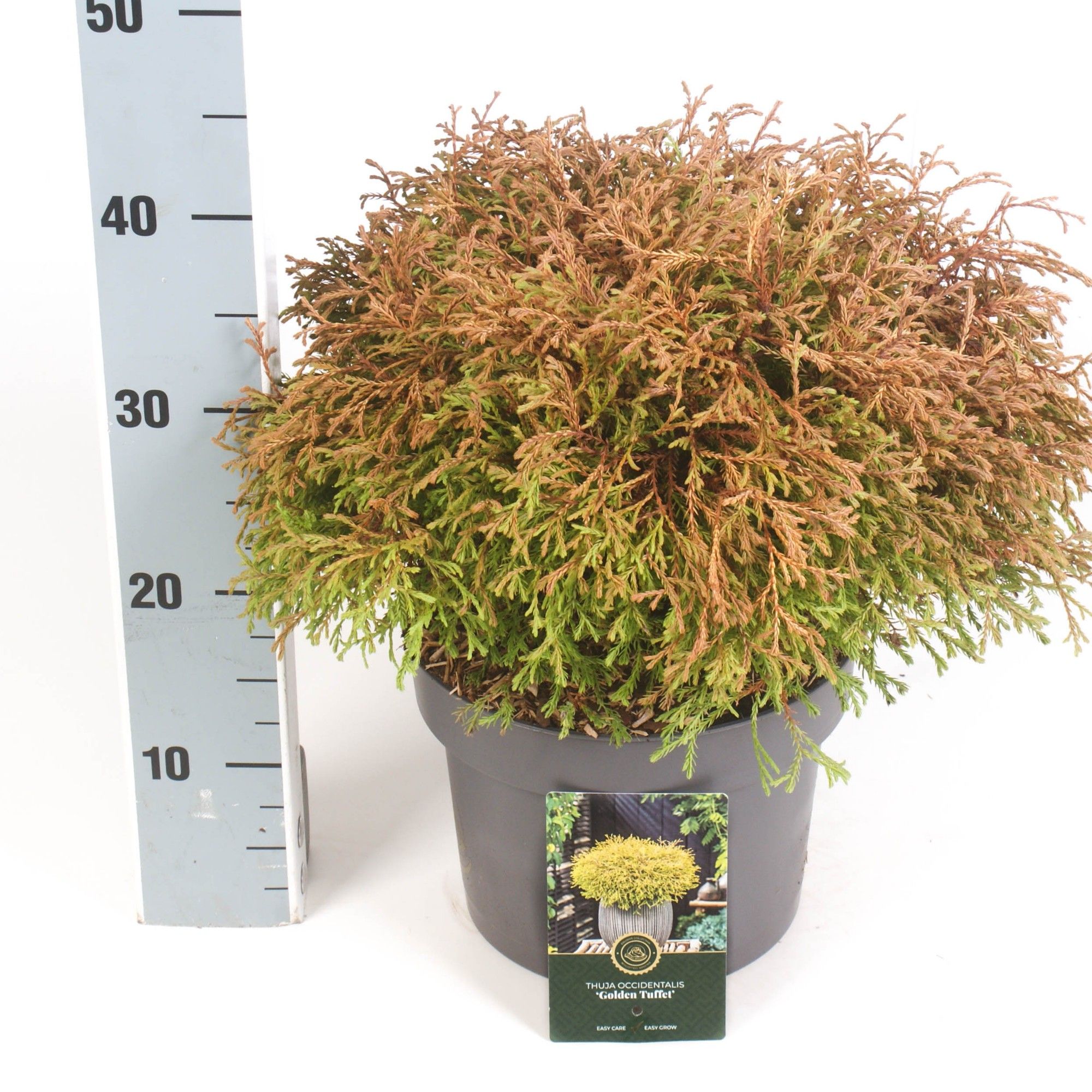 Thuja o. 'Golden Tuffet', D 23