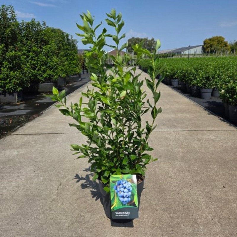 Vaccinium c. 'Goldtraube 71', D 29