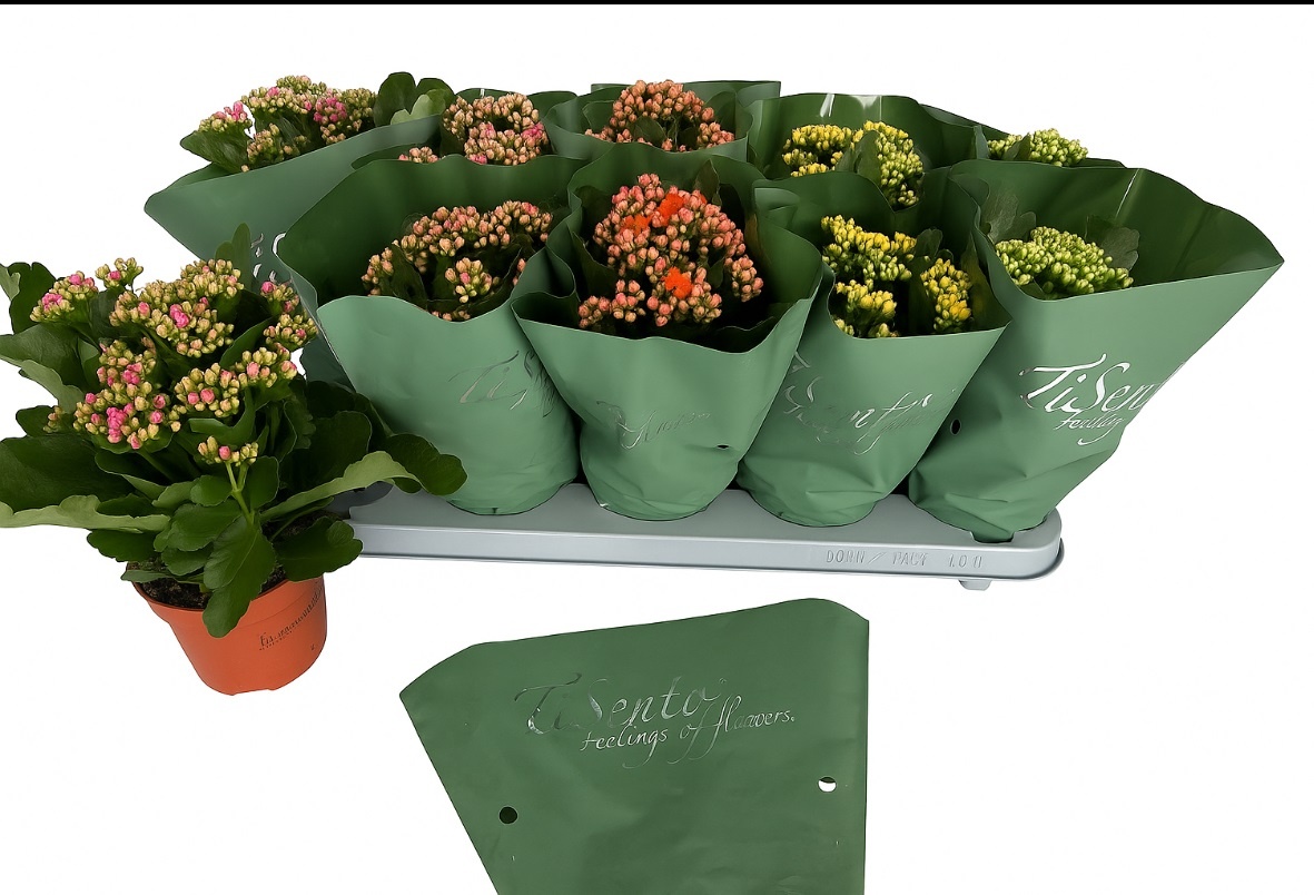 Calandiva 12 cm - Mix 5 kleuren in groen, D 12