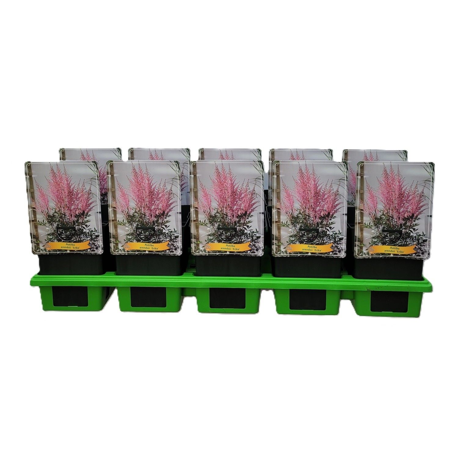 Astilbe arendsii 'Erika' P11, D 11 cm