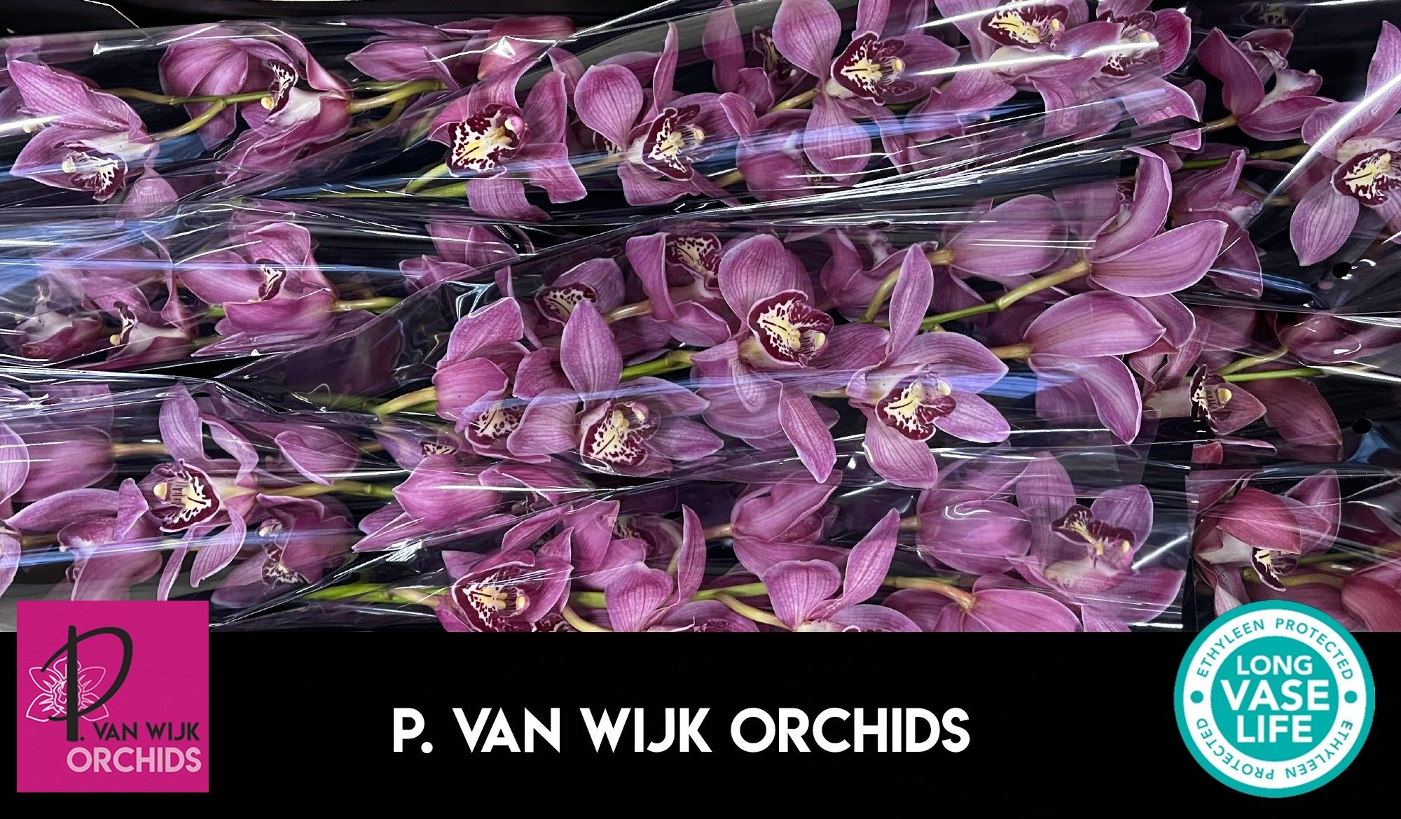 Цимбидиум Пин-Ап x9 60, шт.