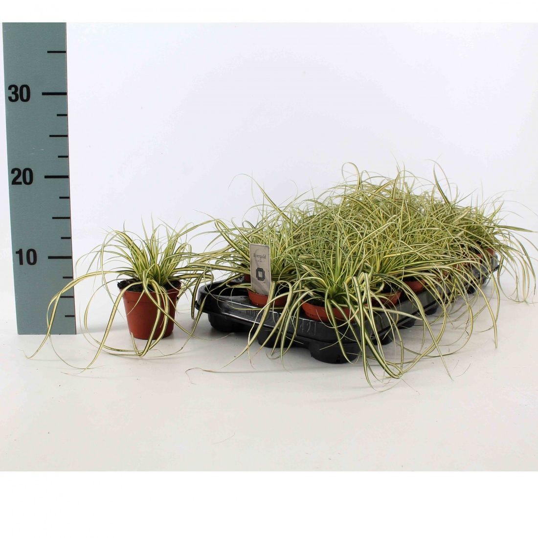 Carex oshim. 'Evergold', D 8