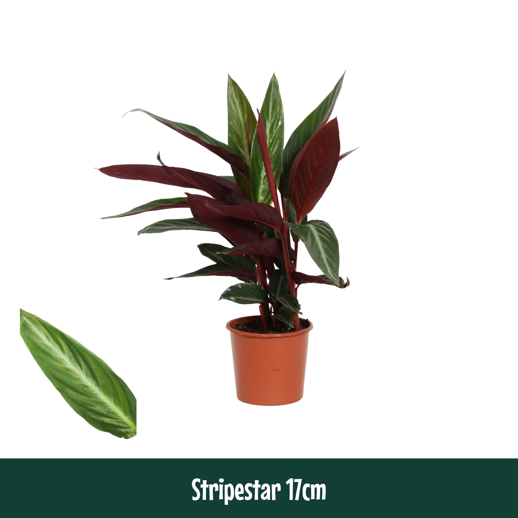 Calathea 17cm Stripestar - Living, D 17