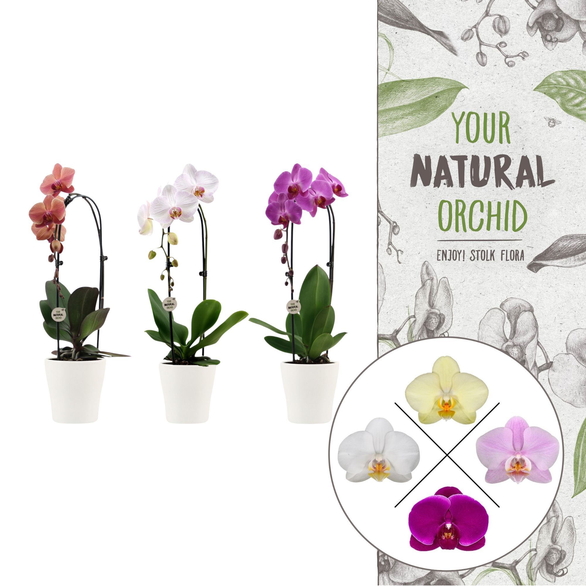 Your Natural Orchid | Cascade Anna keramiek | Phal. 1 spike, D 12 cm Your Natural Orchid | Cascade Anna keramiek | Phal. 1 spike, D 12 cm