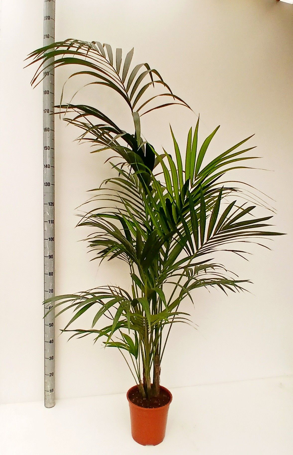 howea BUDGET LIJN, D 24 cm