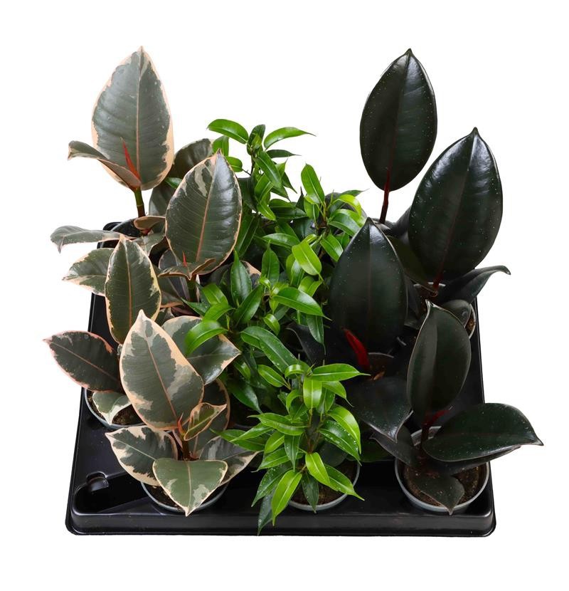 FICUS MIX, D 6 cm