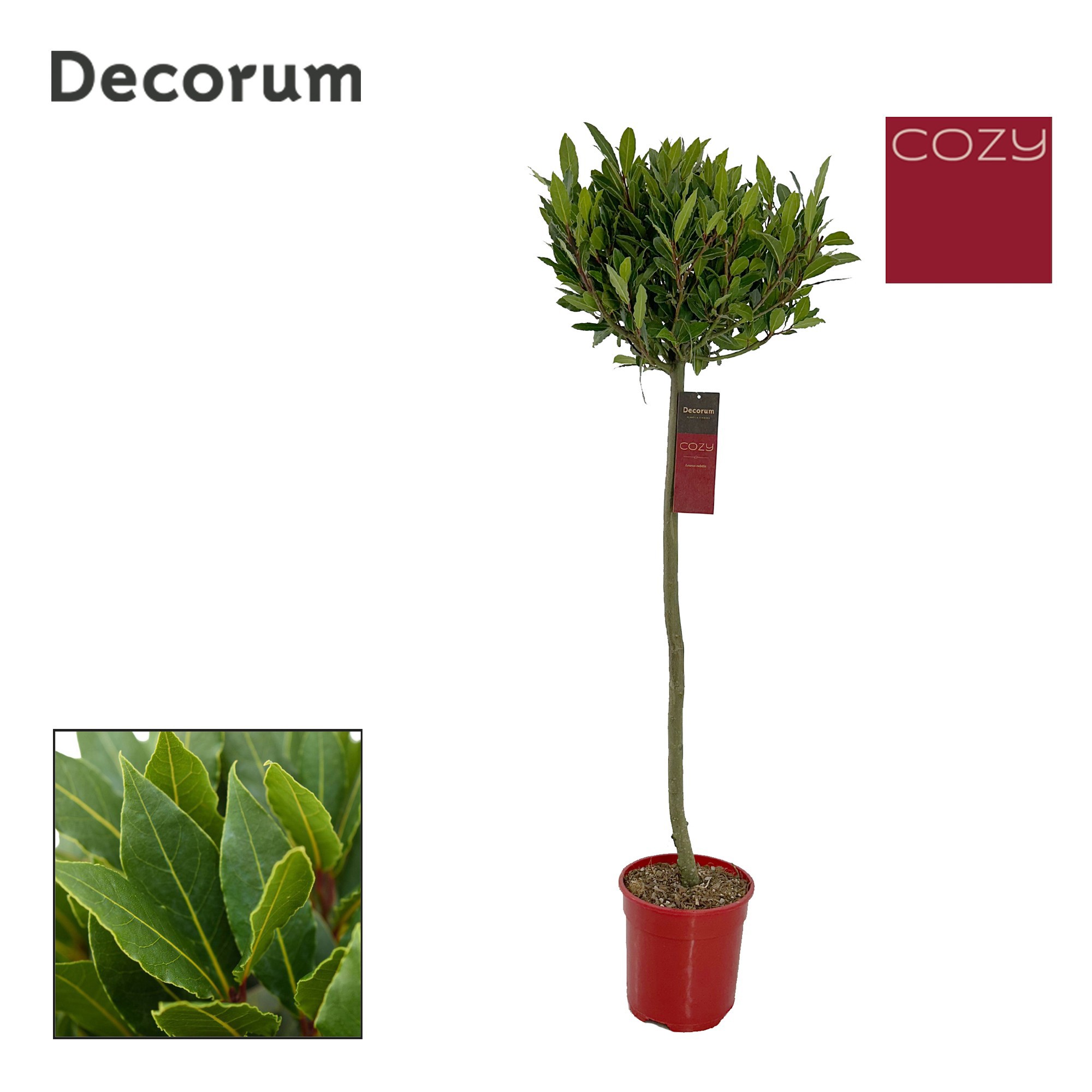 Laurus nobilis Bol op stam, D 20 cm