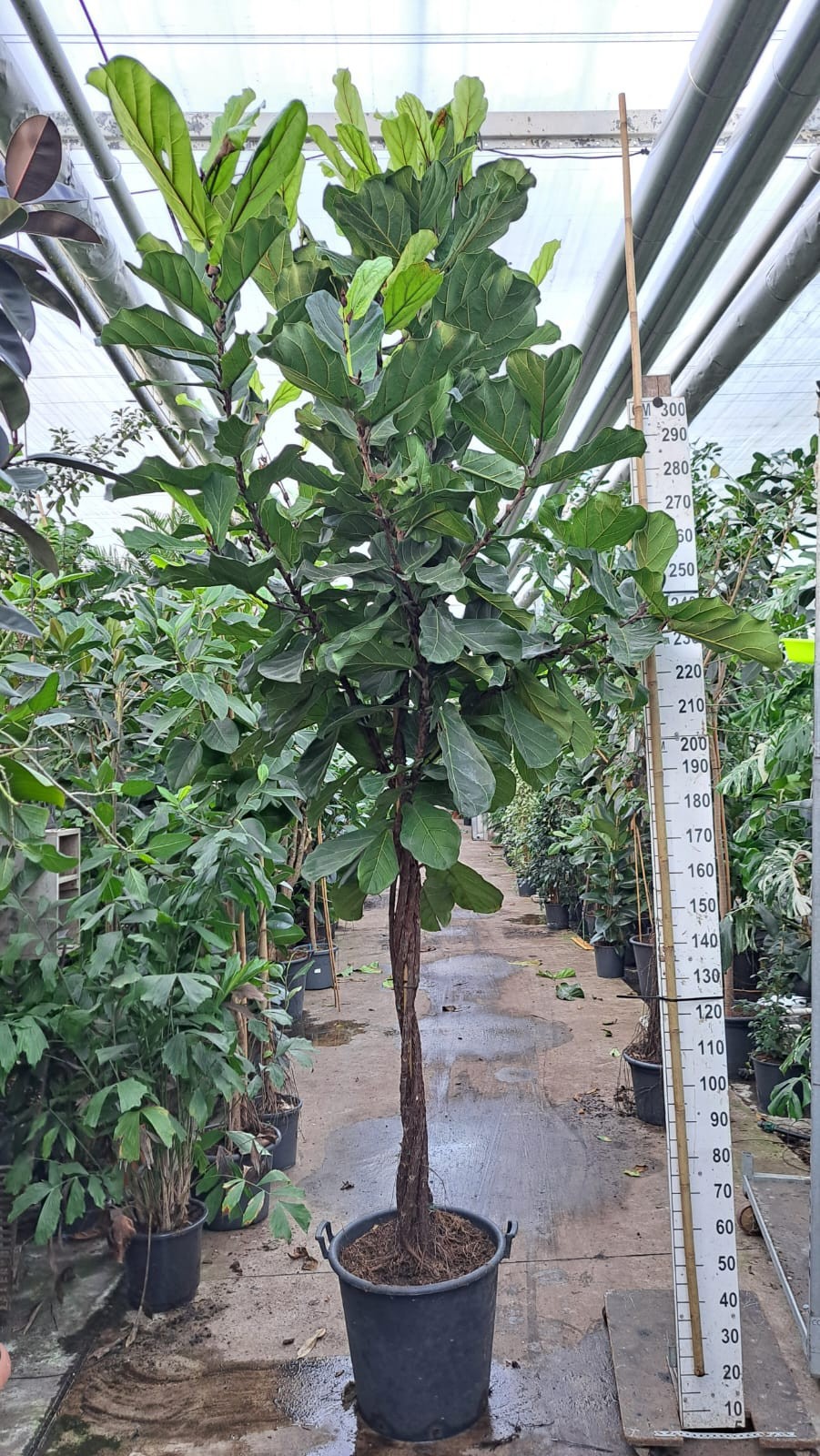 Ficus Lyrata multistam 380, D 60