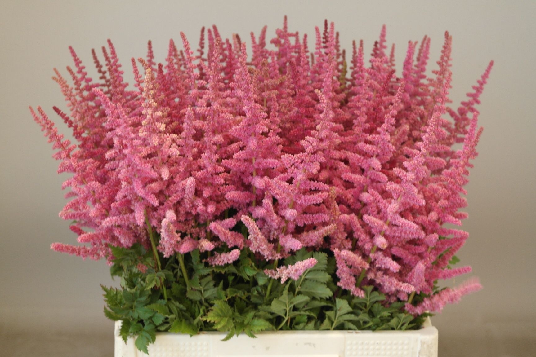 Астильба Лауд Энд Прауд 65, шт.