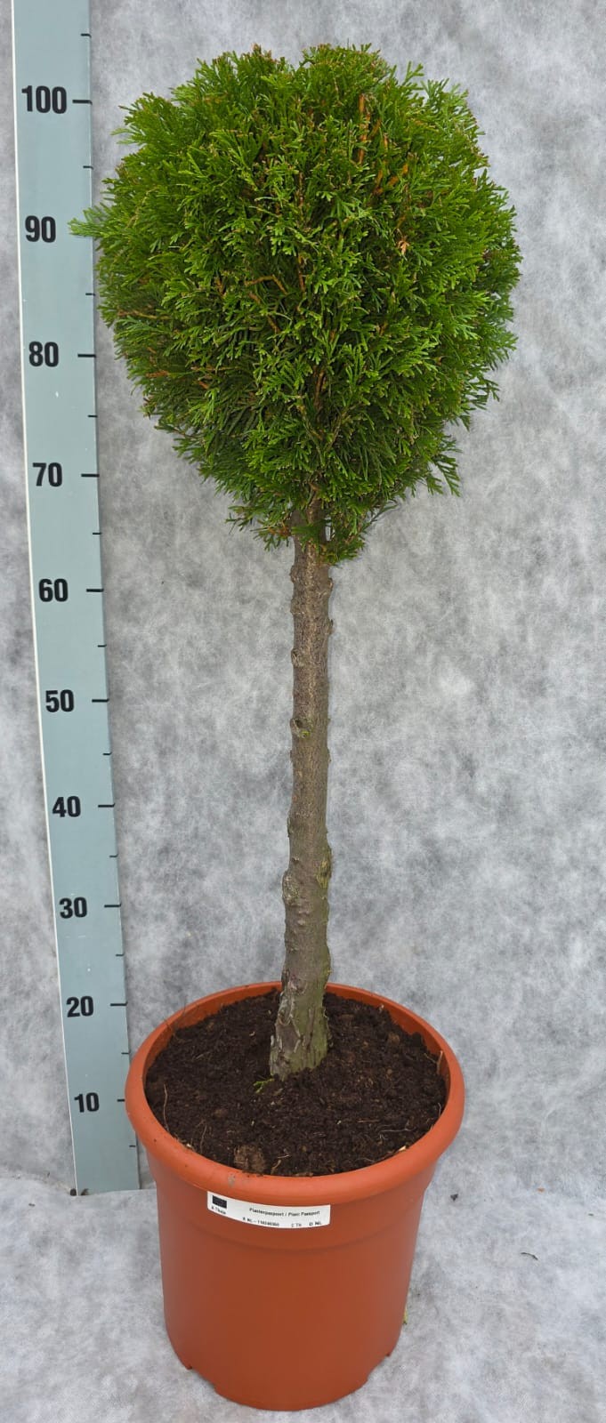 Thuja occ. Smaragd 100 Op Stam, D 26