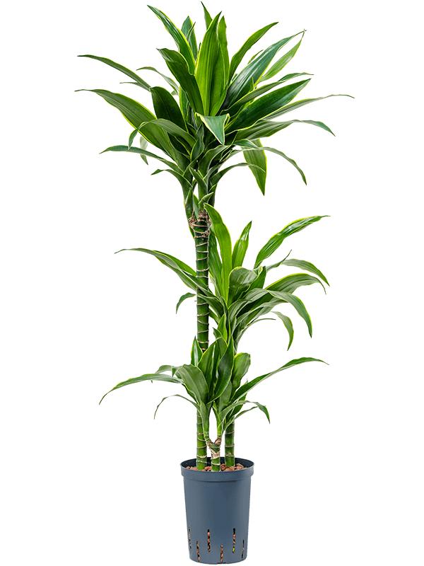 Dracaena fragrans 'Arturo', D 15