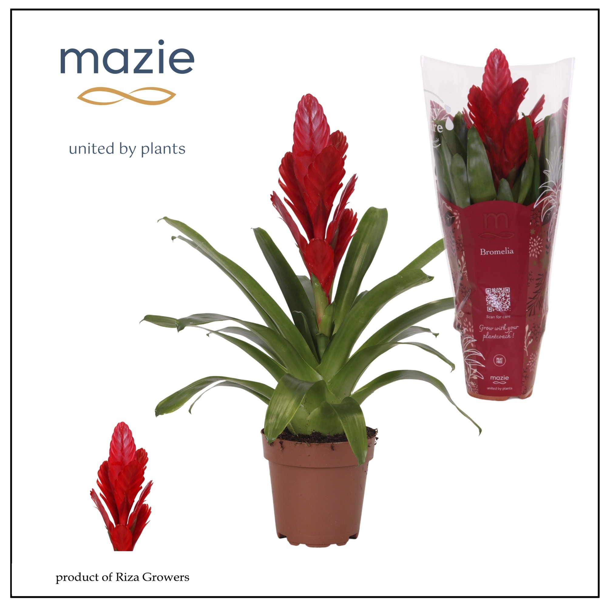 Vriesea Intenso Red - 12cm in Stars | Mazie, D 12