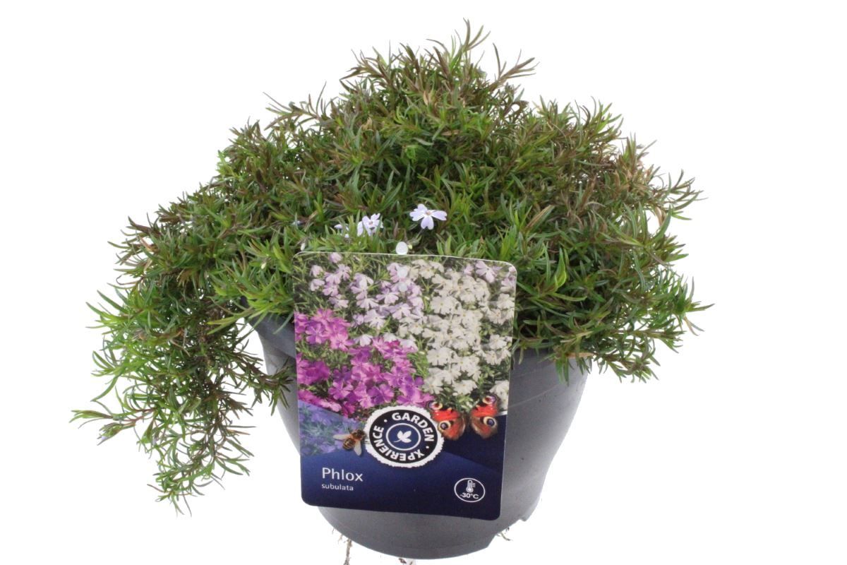 Phlox subulata Emerald Cushion Blue, D 23