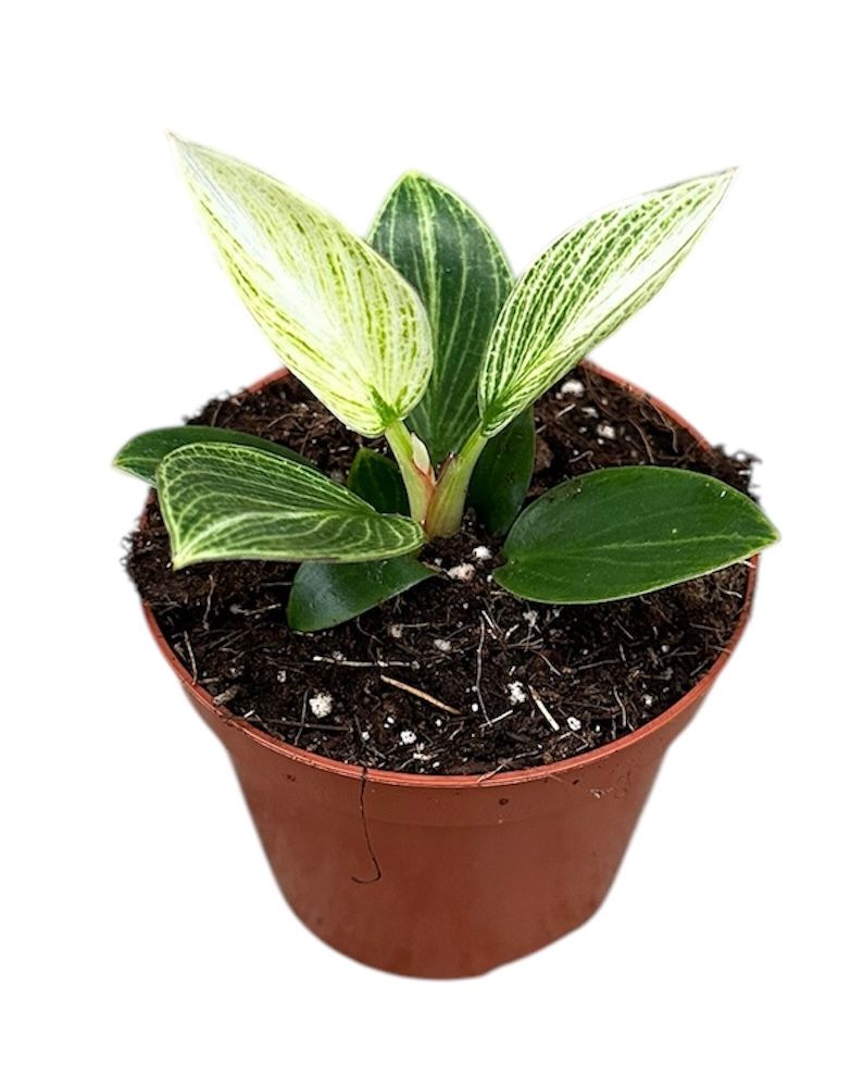 Philodendron Birkin Galaxy, D 10,5