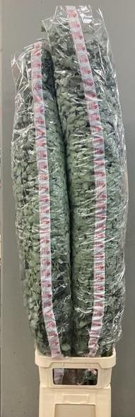 Эвкалипт Цинерея 200, шт.