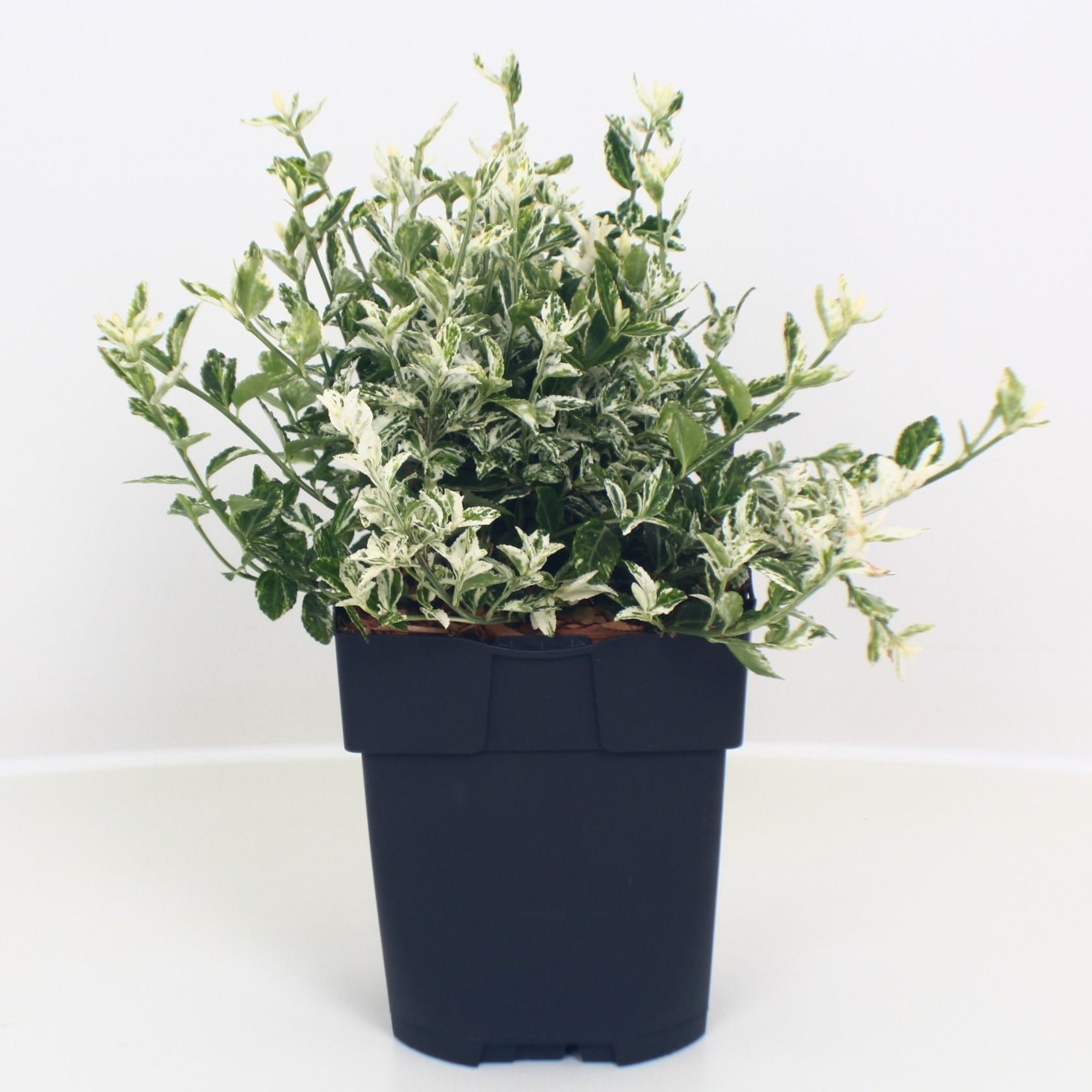 Euonymus fortunei 'Harlequin' P17, D 17