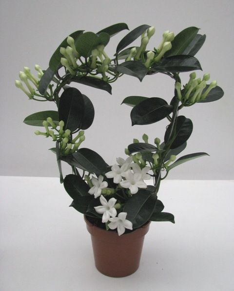 Stephanotis Fleur Parfum 9-10 geurend, D 12 cm