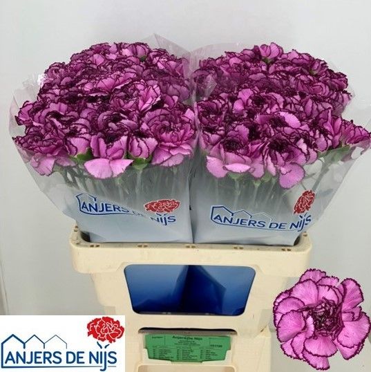 Диантус од. Роял Дамаскус, шт.