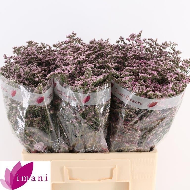 Лимониум Сафора Оши Пинк 60, шт.