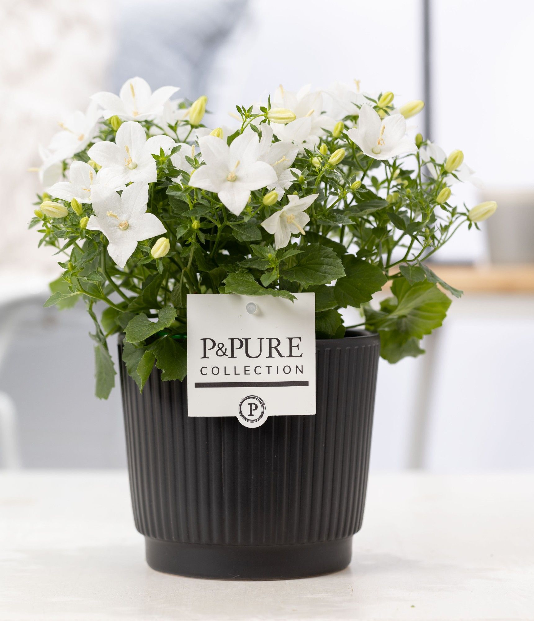 Campanula 'Atlanta' Pure Liv, D 14