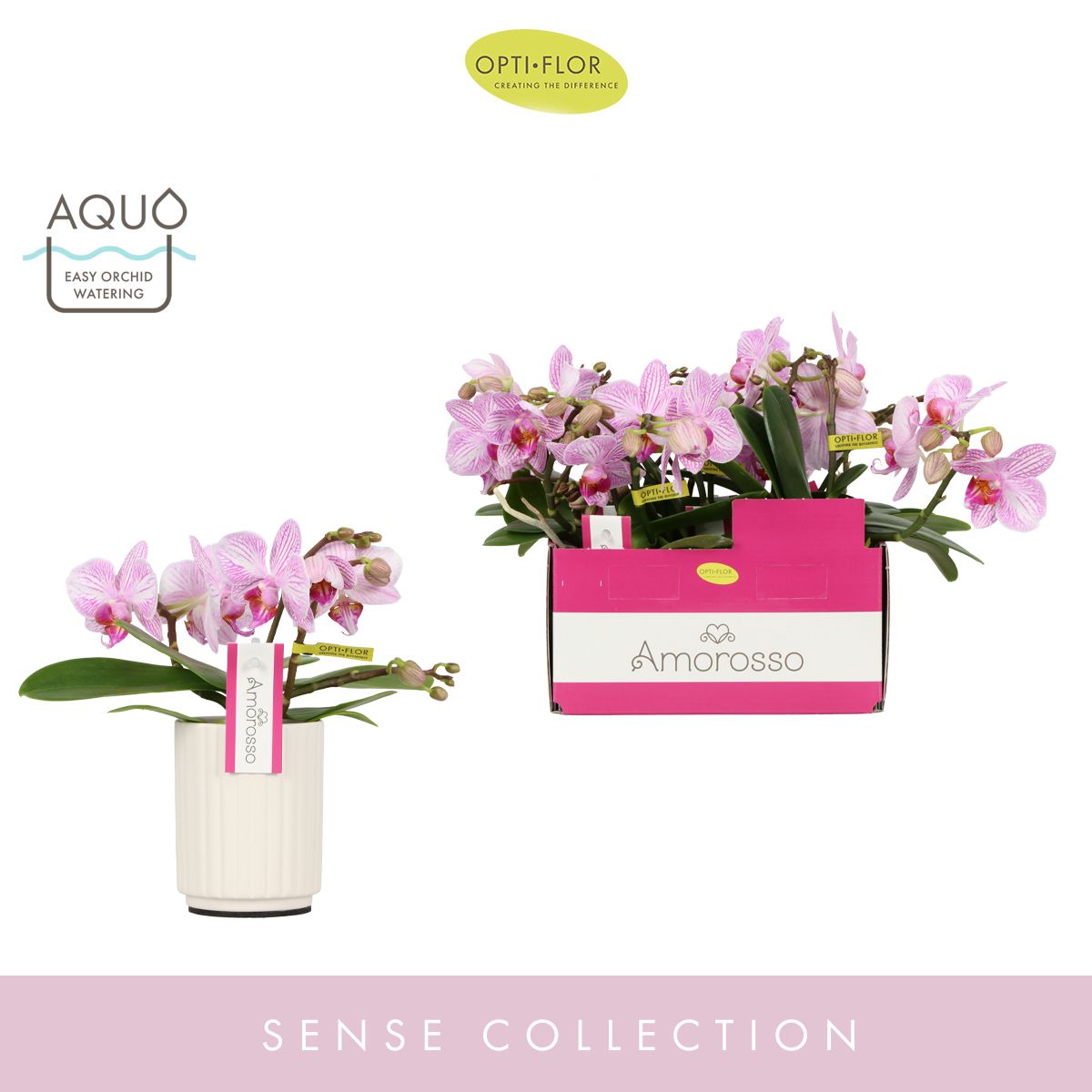 Amorosso Merlini in Molise White Aquo, D 7 cm