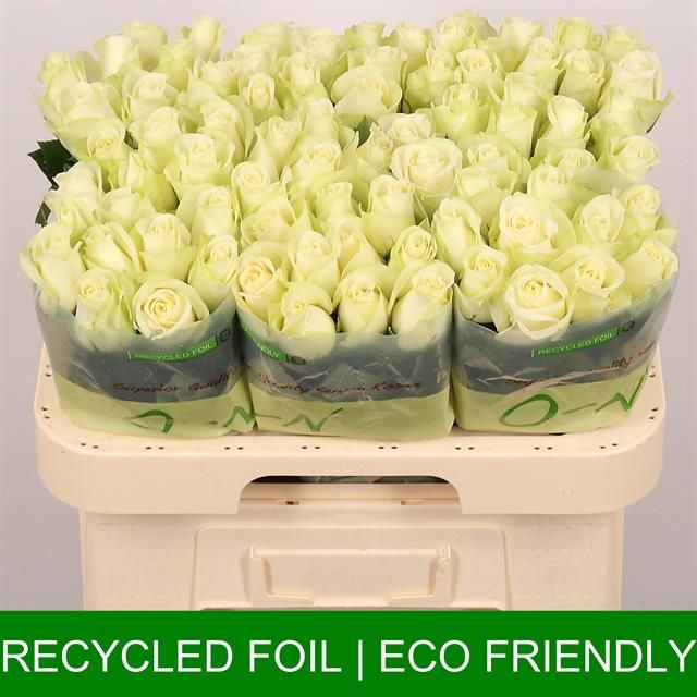 Роза од. Сноусторм+ 60, шт.