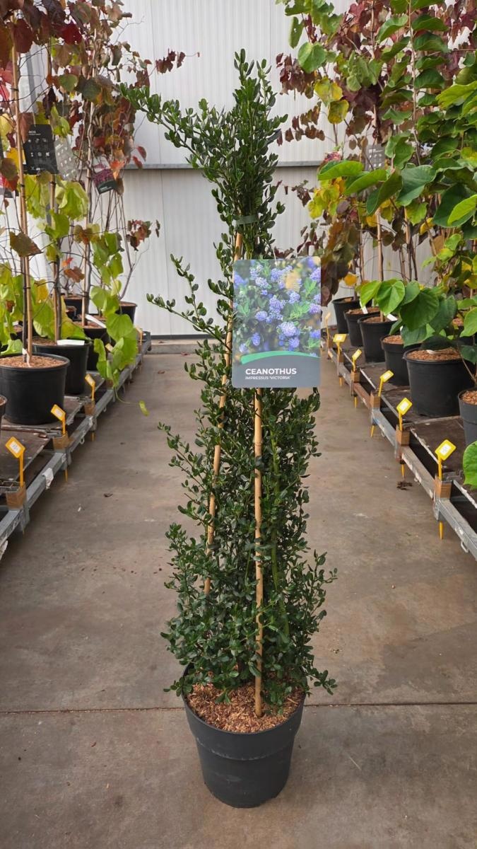 Ceanothus impressus 'Victoria', 3 stok, D 29