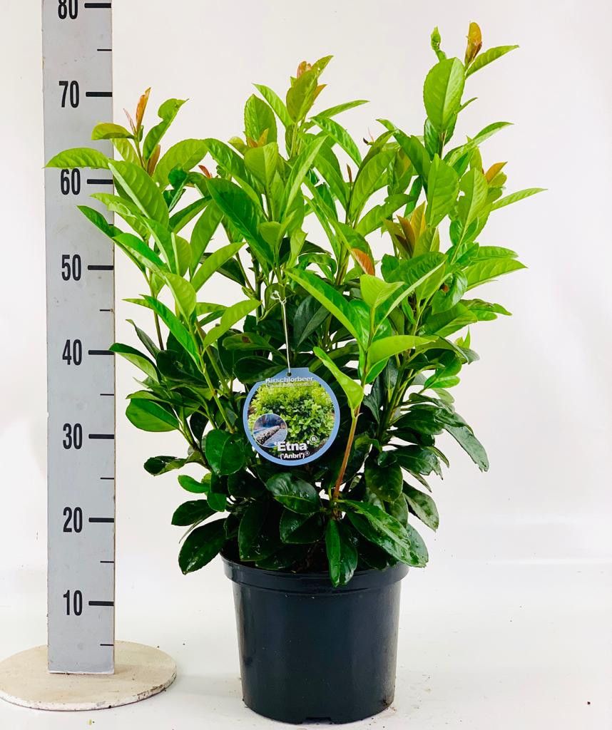 Prunus laur. 'Etna'® 60-80cm, D 23 cm