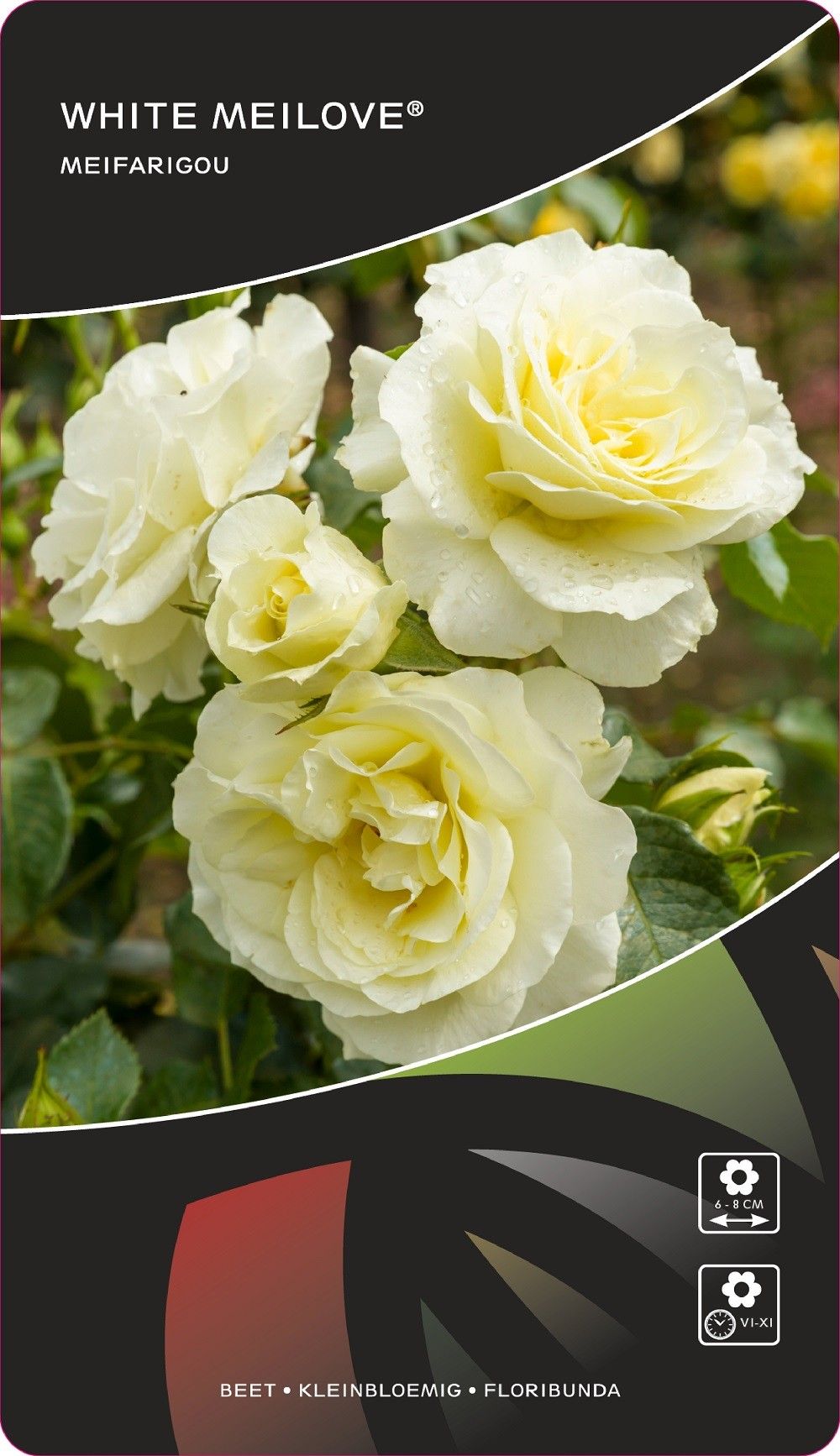 Rosa (F) White Meilove®, D 17