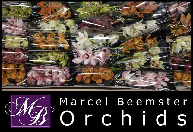 Цимбидиум мини Микс x25 30, шт.