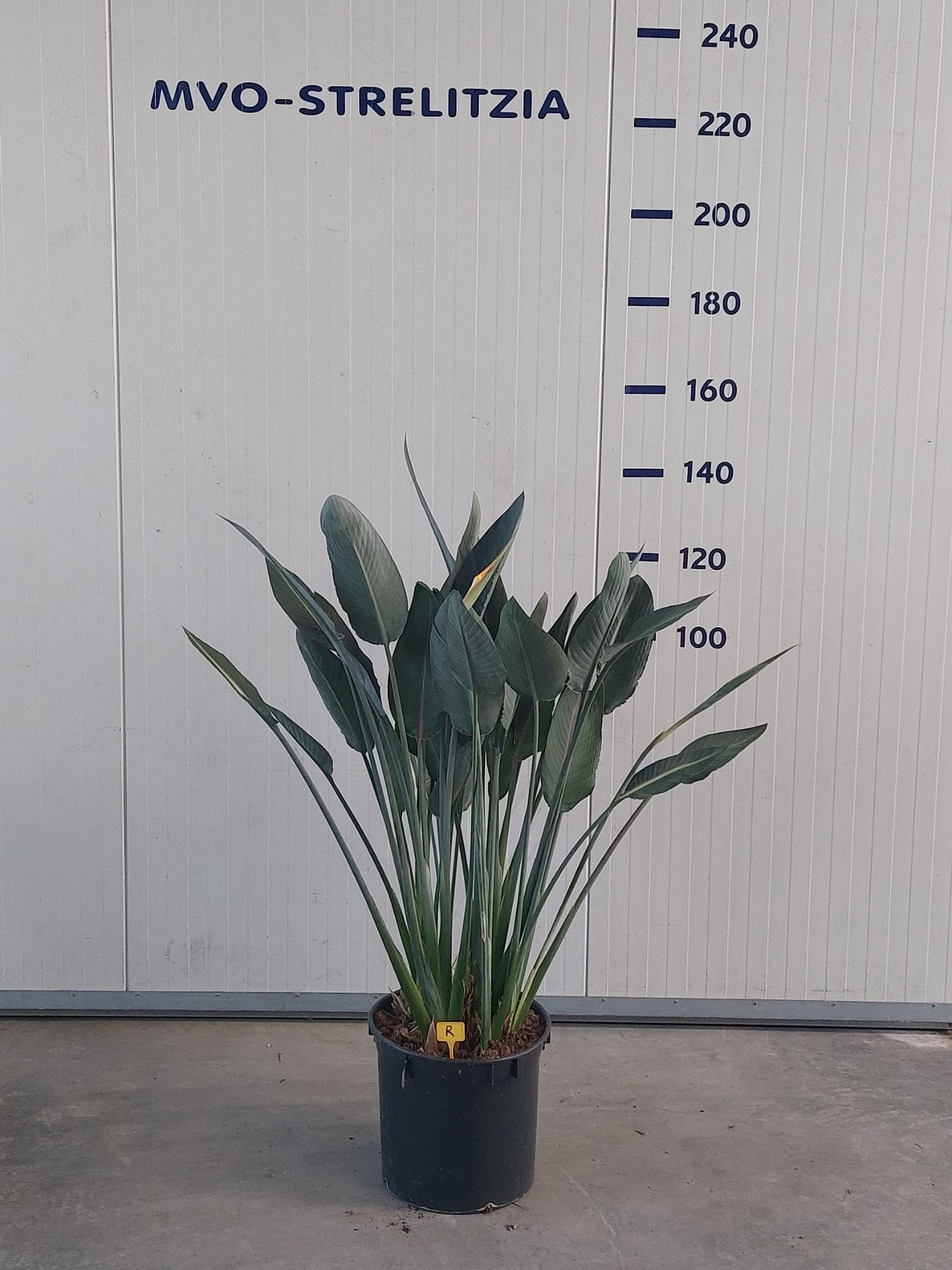 Strelitzia reginae 40 140-160 1-2 bloem/knoppen, D 40