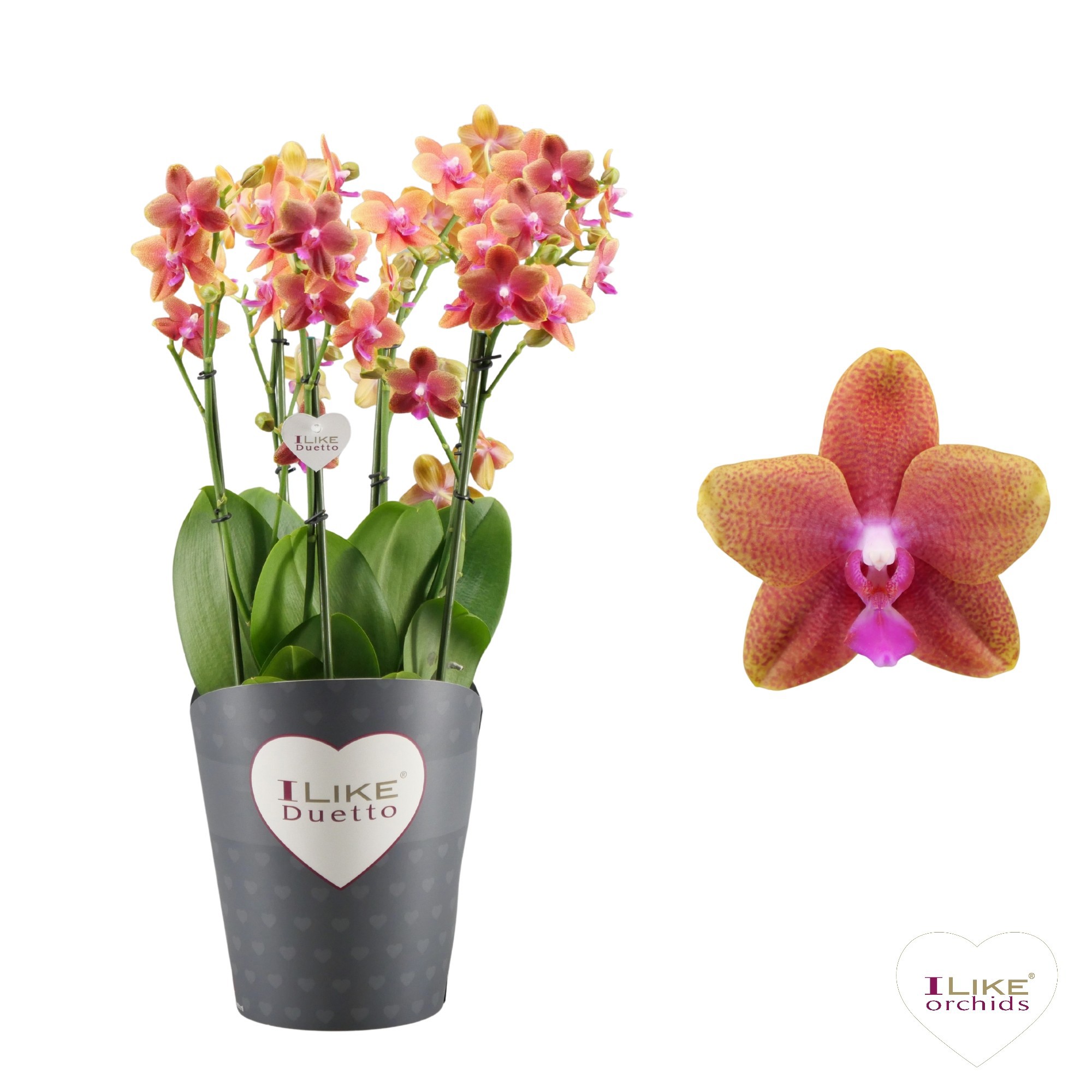 Duetto Bolgheri Multi 60+ (scented), D 17