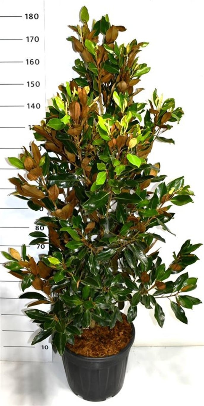 Magnolia grand. 'Little Gem', D 40