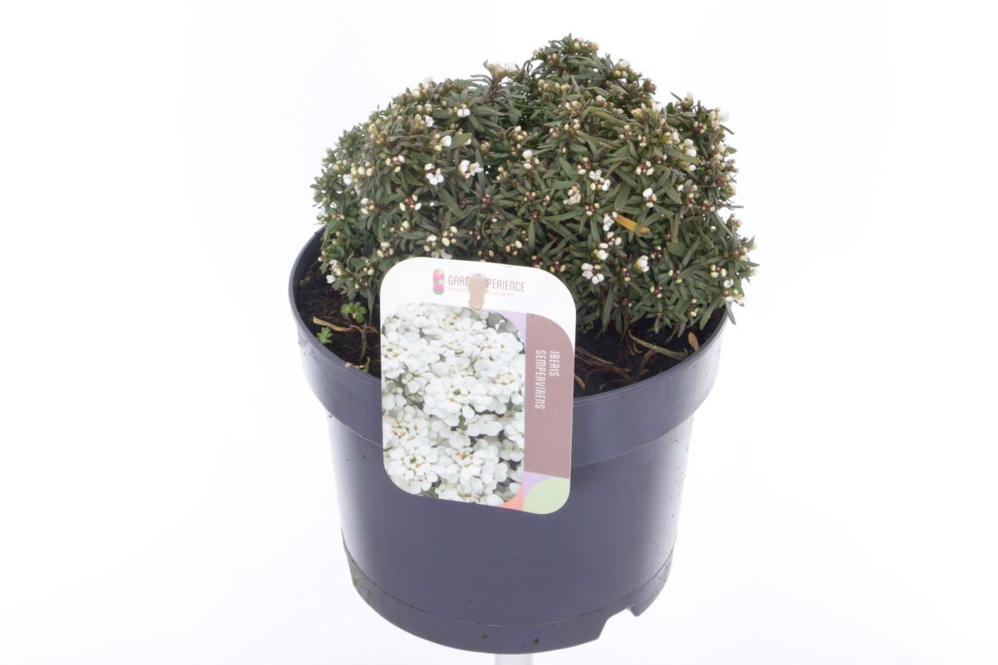 Iberis sempervirens Snow Cone, D 17