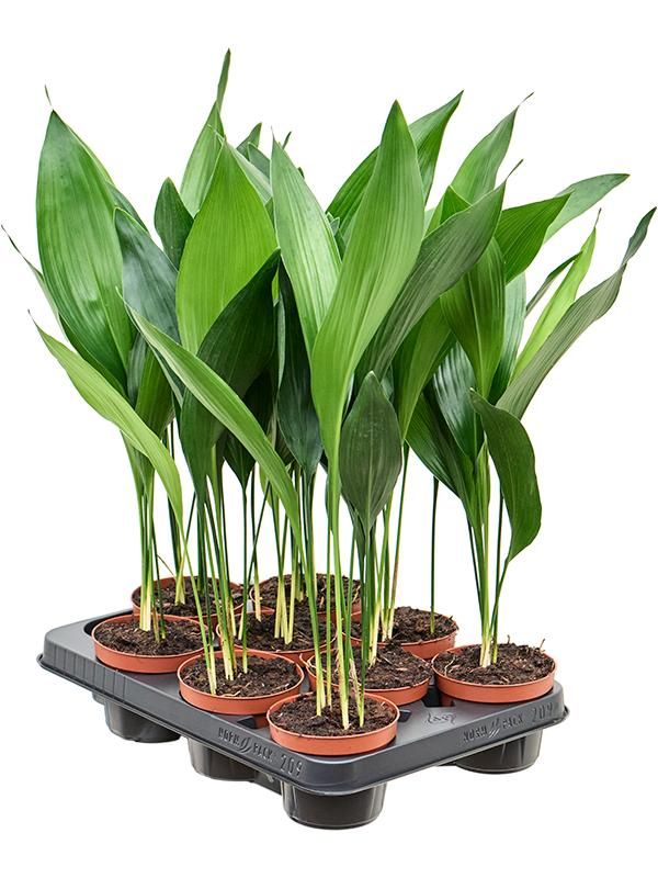 Aspidistra elatior 9/tray, D 11 cm Aspidistra elatior 9/tray, D 11 cm